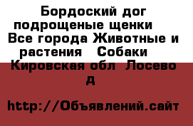 Бордоский дог подрощеные щенки.  - Все города Животные и растения » Собаки   . Кировская обл.,Лосево д.